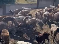 Schaf, Dorper sheep — Foto 3