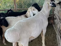 Ram, Hissar sheep — photo 1