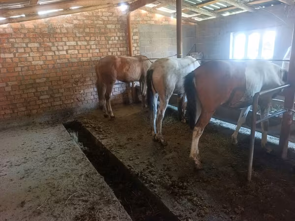 Caballo, Caballos — Kirguistán