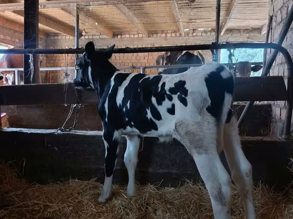 公牛, Holstein breed