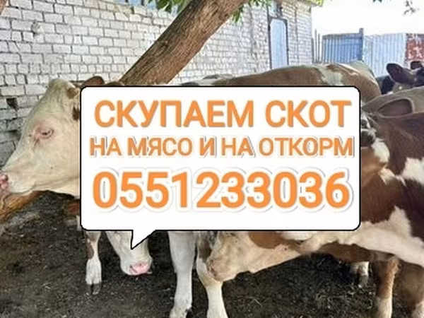 Бұқа, Ірі қара