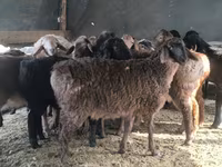 Қошқар, Hissar sheep — 7-сурет