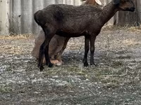 Қошқар, Қойлар — 4-сурет