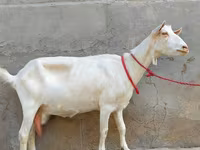 Ziege, Saanen goat — Foto 3