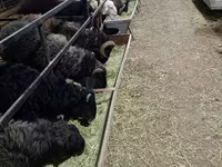 Ram, Sheep — photo 1