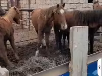 Mare, Horses — photo 2