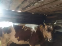 بقرة, Simmental cattle — الصورة 2