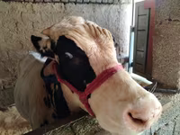 सांड, Russian Black pied cattle — फ़ोटो 3