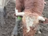 Cow, Cattle — photo 6