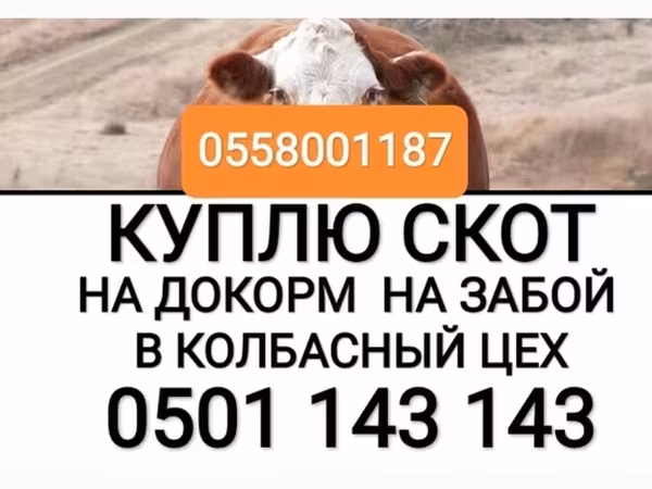 Бұқа, Ірі қара — Қырғызстан