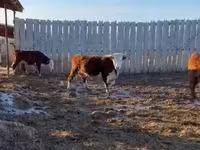 गाय, Russian Black pied cattle — फ़ोटो 3