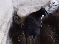 Sheep, Sheep — photo 2