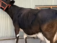 Cow, Holstein breed — photo 1