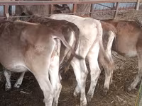 Сиыр, Simmental cattle — 7-сурет
