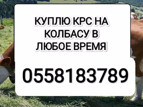 Бұқа, Ірі қара — Қырғызстан