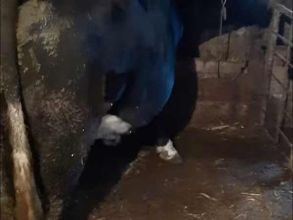 Бұқа, Ірі қара