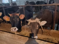 Сиыр, Swiss cattle — 2-сурет