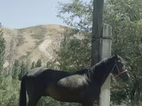 Horse (M), Horses — photo 1