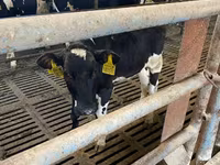 Cow, Holstein breed — photo 6