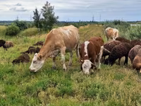 Vaca, Ganado vacuno — foto 8