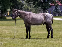 حصان, Quarter Horse — الصورة 1