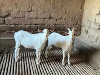 Ziegenbock, Saanen goat — Foto 4