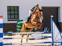 Stute, Orlov Trotter — Foto 8