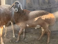 Ram, Arashan sheep — photo 2