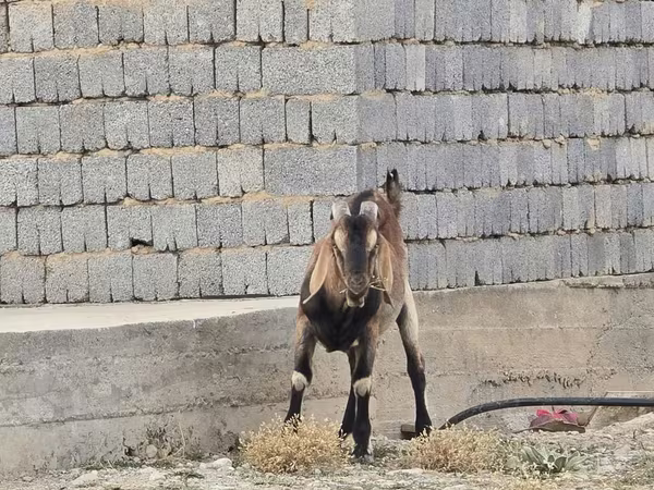 Теке, Nubian Goat — Қазақстан