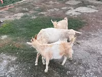 Goat, Saanen goat — photo 4