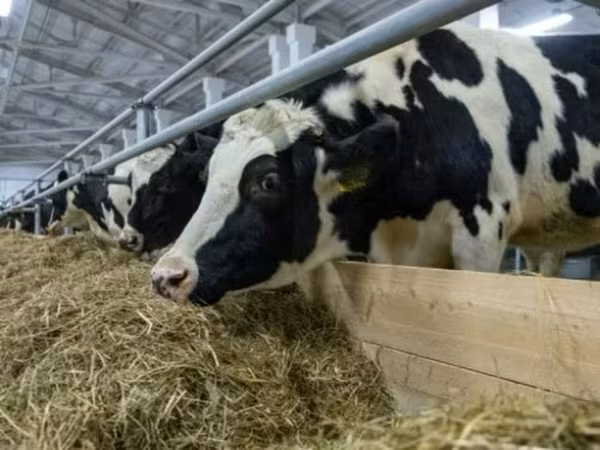 गाय, Russian Black pied cattle