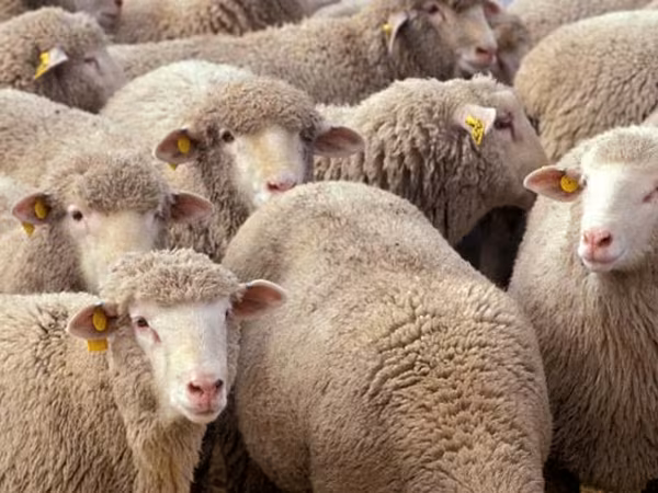 母羊, Sheep