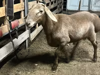 Carnero, Arashan sheep — foto 3