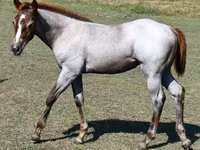 Stute, Quarter Horse — Foto 8