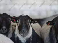 Қой, Dorper sheep — 4-сурет