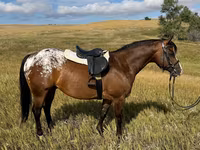 Айғыр, Horses of Sable Island — 4-сурет