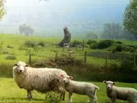 Schaf, Romanov sheep — Foto 8