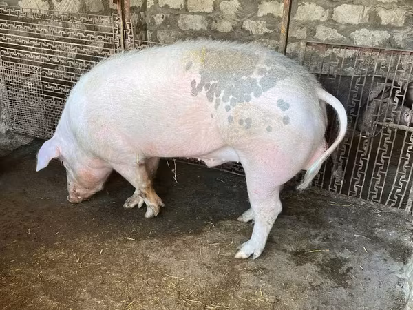 Boar, Pigs
