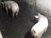 Säue, Schweine — Foto 2