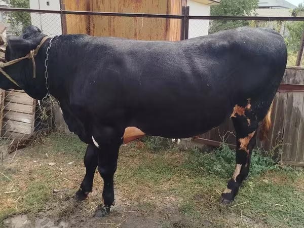 公牛, Cattle — 乌兹别克斯坦