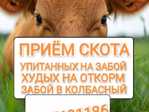 Бұқа, Ірі қара — Қырғызстан