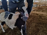 Қошқар, Baerchuke sheep — 1-сурет