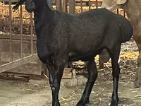 Қошқар, Rhon sheep — 3-сурет