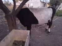 Cow, Holstein breed — photo 3