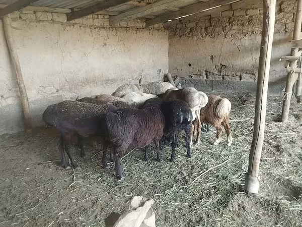 نعجة, الأغنام — قيرغيزستان