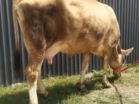 Сиыр, Swiss cattle — 5-сурет