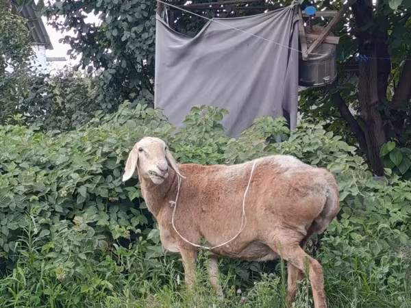 भेड़, Arashan sheep — किर्गिज़स्तान