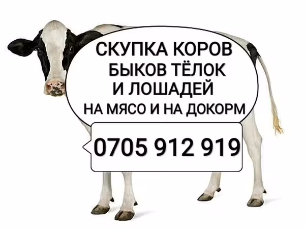 Бұқа, Ірі қара