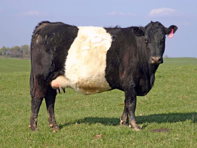 Буэлингo