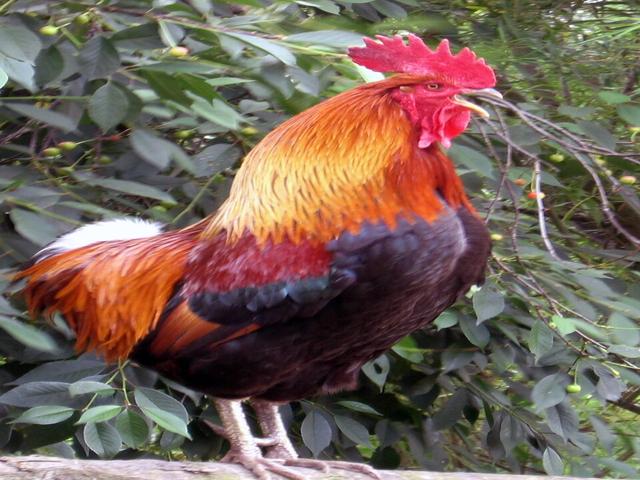 ग्रीन-लेग्ड पार्ट्रिज